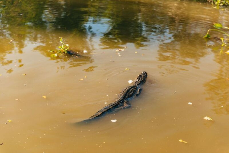 new-orleans-guided-swamp-cruise-by-tour-boat