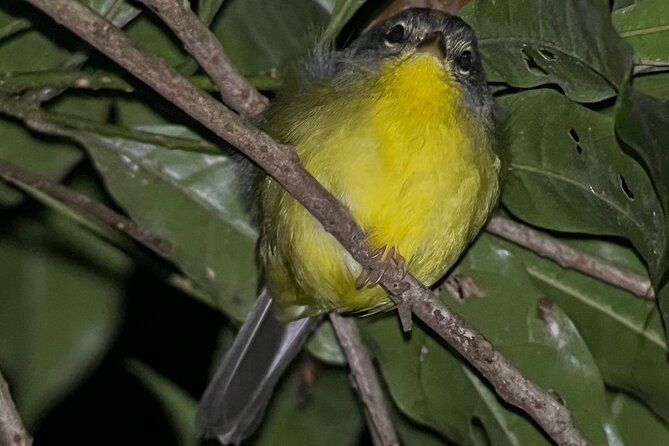 night-walk-among-the-natural-jewels-of-monteverde