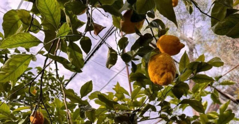 nonna-concettina-lemon-tour