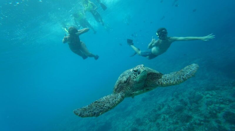 oahu-dolphin-swim-and-snorkeling-speedboat-tour