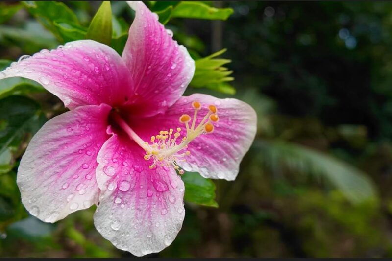 oahu-private-north-shore-tour-feat-waterfall-garden