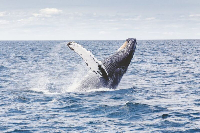 oahu-private-whale-watching-adventure