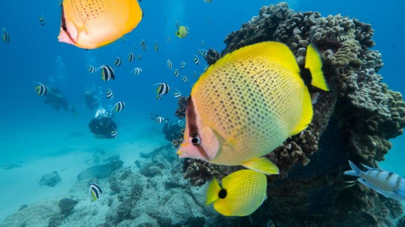 oahu-shallow-reef-scuba-dive-for-certified-divers