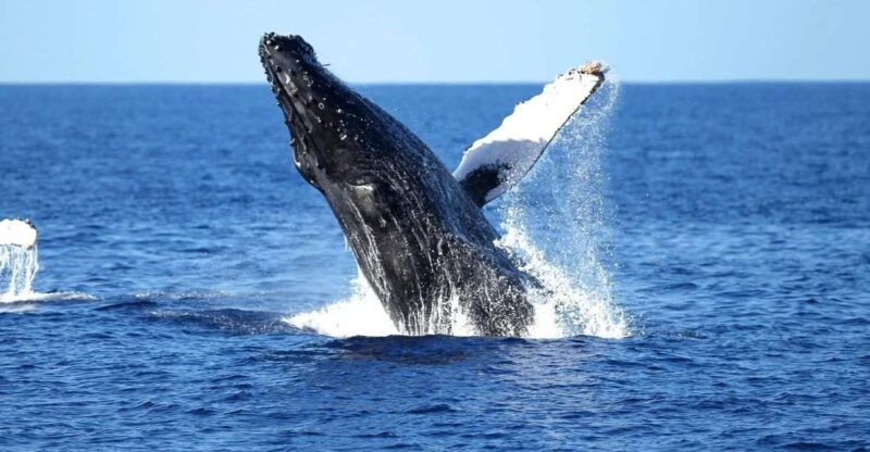 oahu-waikiki-whale-watching-cruise