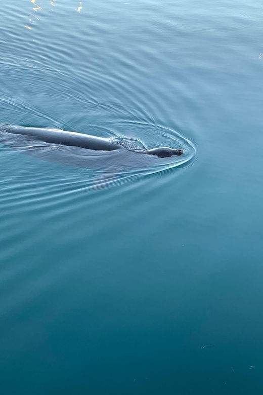 oahu-whale-sail-charter