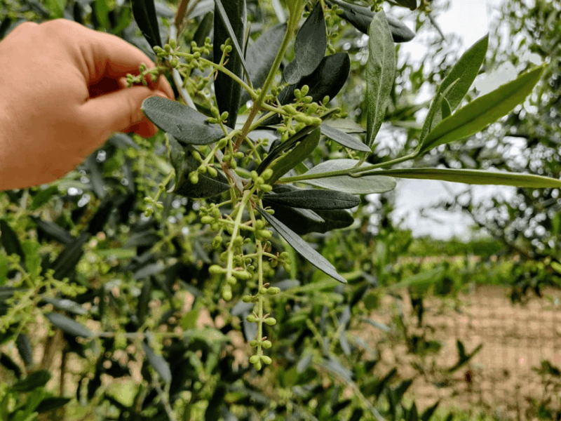 olive-mill-tour-and-tasting-in-the-padua-hills