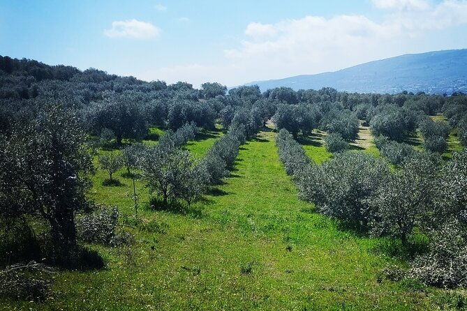 olive-oil-tasting-with-seminar-in-metagitsi-halkidiki