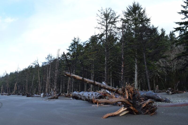 olympic-national-park-hoh-rain-forest-and-rialto-beach-tour