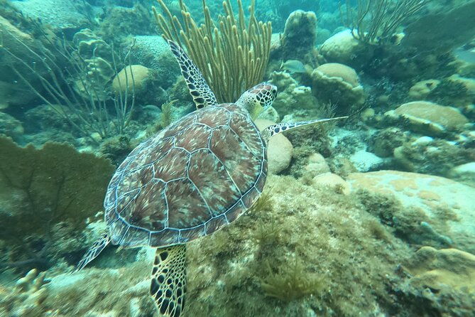 original-snorkel-and-sandbar-combo-in-islamorada
