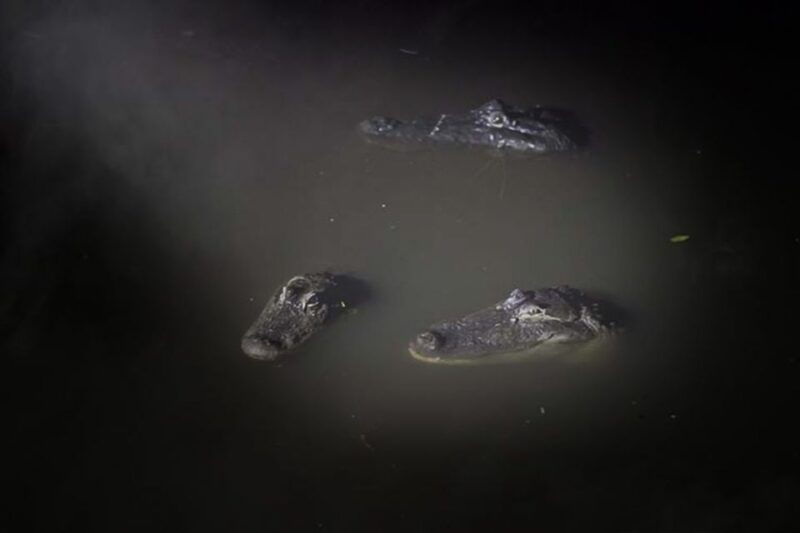 orlando-gatorland-flashlight-tour-at-night