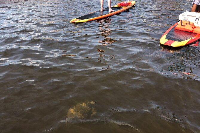paddle-board-rental