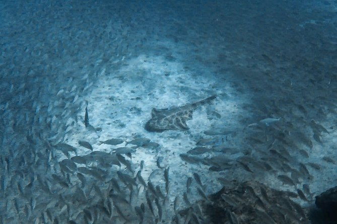 padi-scuba-diver-course-in-puerto-de-mogan