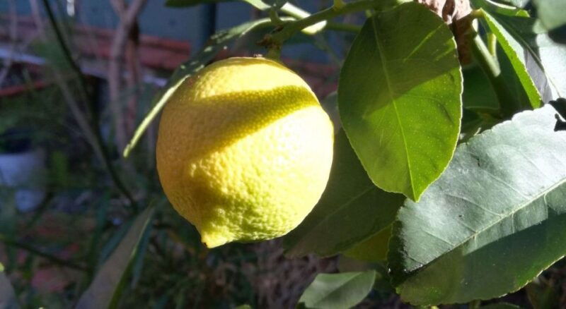 palermo-cooking-and-limoncello-class