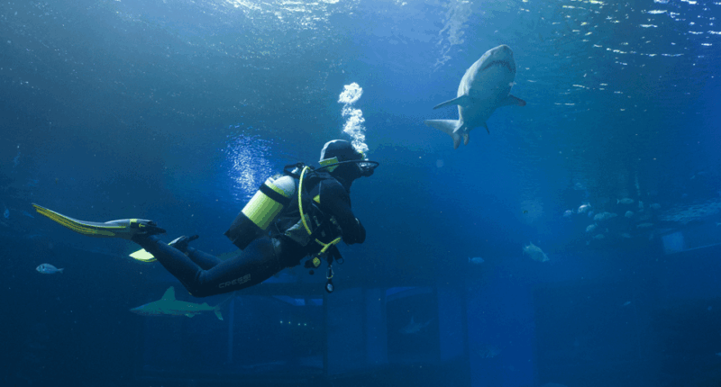 palma-de-mallorca-shark-dive-at-palma-aquarium