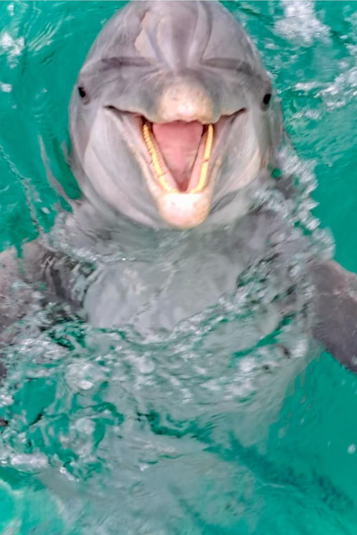 panama-city-beach-private-dolphin-cruise