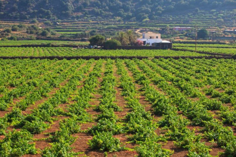 pantelleria-mediterranean-flavors-food-and-wine-tour