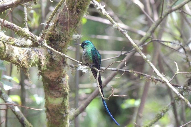 papallacta-hot-springs-and-hummingbirds-farm-day-tour