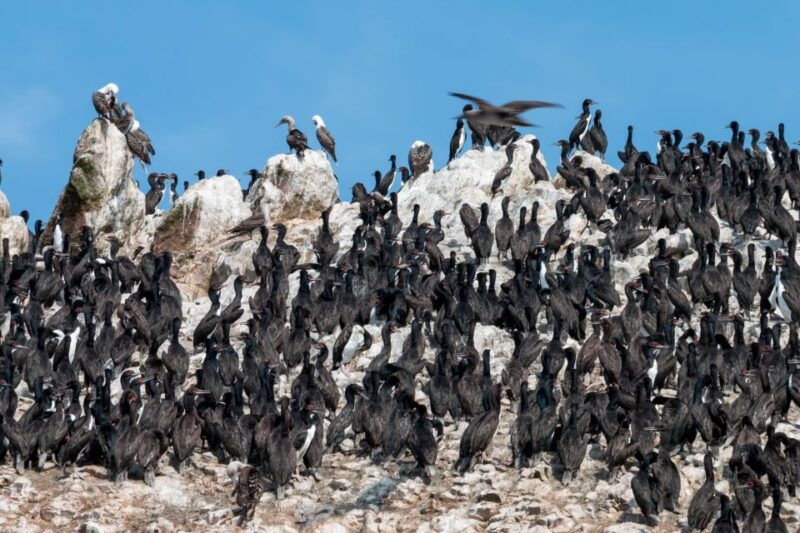 paracas-ballestas-islands-tour-all-inclusive