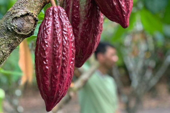 paso-del-mango-chocolate-waterfalls-tour