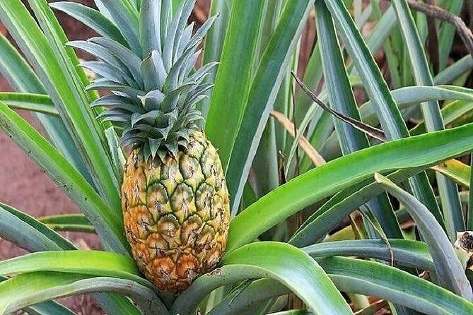 pearl-harbor-dole-plantation-polynesian-center-tour-from-kona