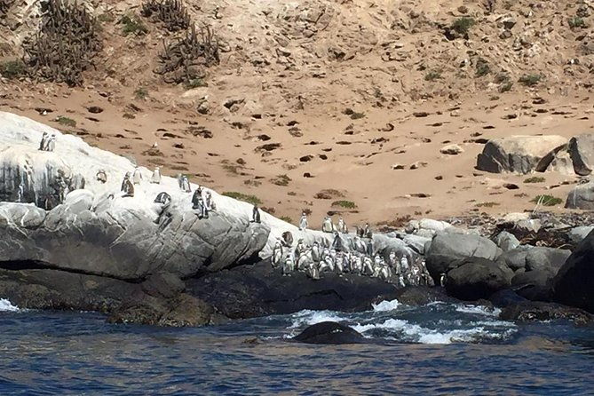 penguins-watching-navigation-horseridebarbecue-from-valparaiso