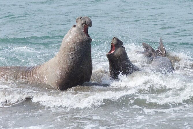 peninsula-valdes-puerto-madryn-shared-tour-for-cruises