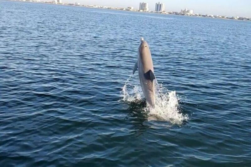 pensacola-beach-sunset-dolphin-tour-private-up-to-6-ppl