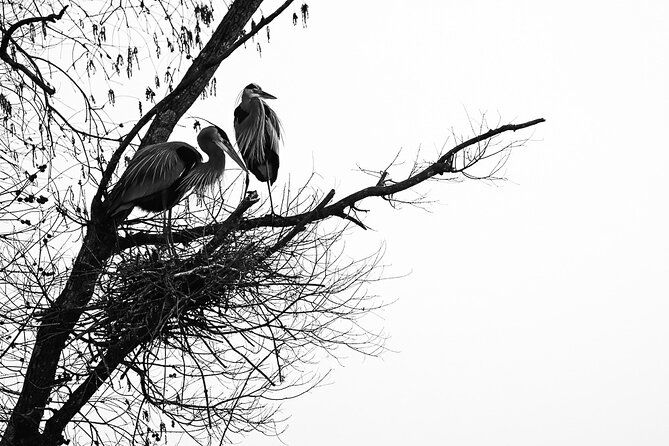 photograph-low-country-wildlife-with-a-professional-photographer