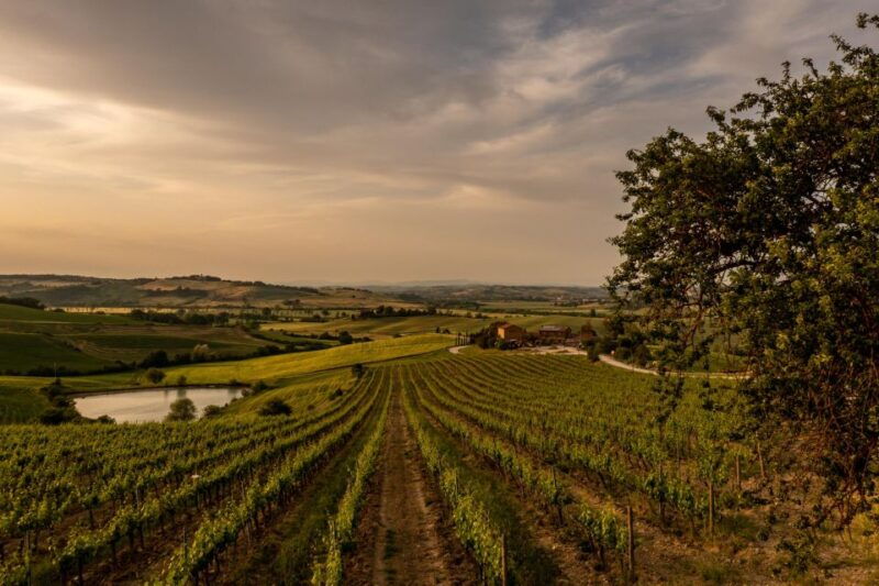 picnic-in-vineyards-with-a-bottle-of-rosso-di-montalcino