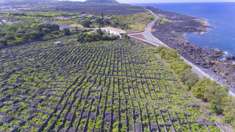 pico-island-full-day-wine-culture-tour