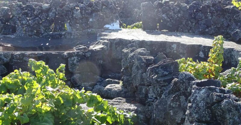 pico-wine-tours