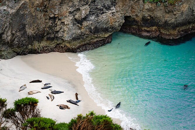 point-lobos-a-private-charming-ocean-tour