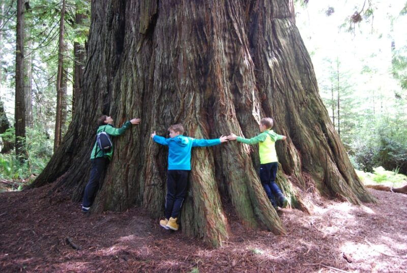 prairie-creek-state-park-redwood-forest-hiking-tour