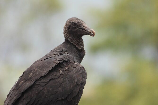 private-bird-watching-acacias-meta-finca-la-florida-apa