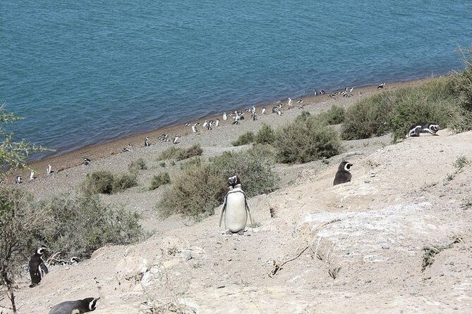 private-cruise-shore-excursion-to-peninsula-valdes