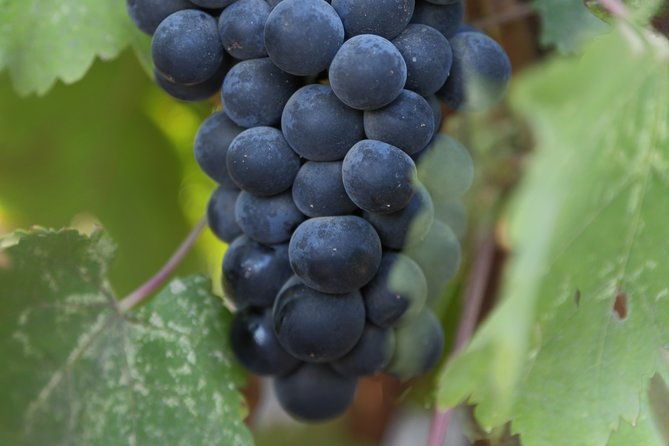 private-customized-napa-valley-wine-tasting-tour-10-passenger