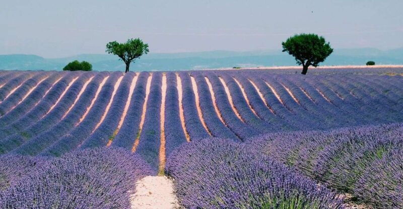 private-day-trip-to-provence-and-lavender-fields