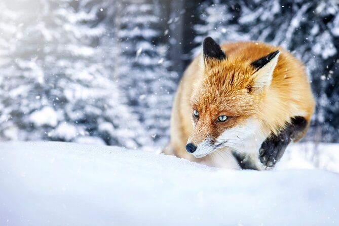 private-grand-teton-winter-wildlife-safari-with-picnic-lunch
