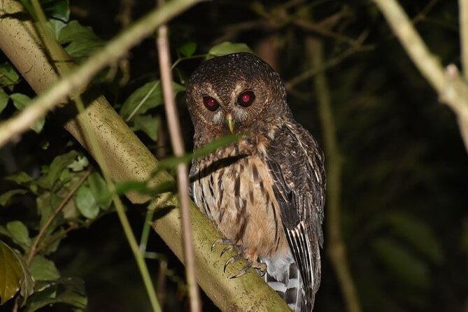 private-guided-night-walk-in-the-wonderful-darkness-of-monteverde