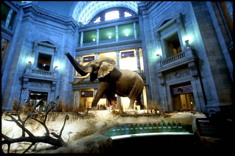 private-guided-tour-of-the-natural-history-museum
