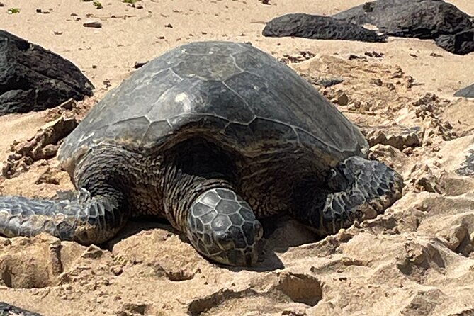 private-north-shore-waterfalls-and-turtles-tour