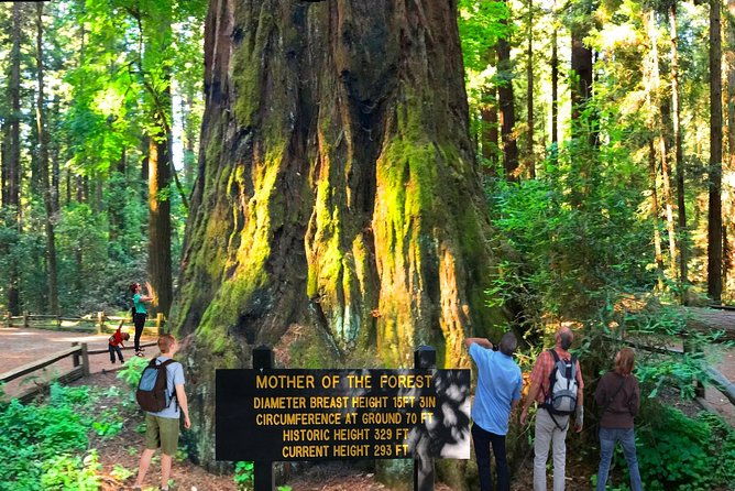 private-redwoods-tour-beach-horseback-riding-experience-from-san-francisco