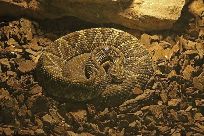 private-reptile-zoo-adventure-tour-with-guide-in-cartagena