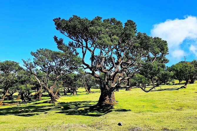 private-sunset-tour-with-food-and-drinks-in-fanal-forest