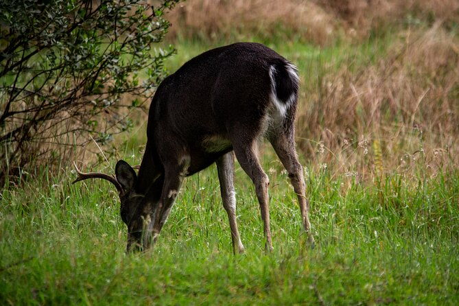 private-tour-deer-in-the-chingaza-paramo-and-suasie-trail