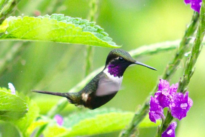 private-tour-equator-linehummingbirds-garden-2-hour-hike-in-a-primary-forest