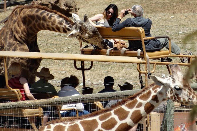 private-tour-of-sonoma-wild-safari-animal-park-and-sonoma-redwoods