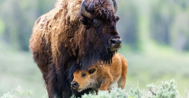 private-tour-of-yellowstone-national-park