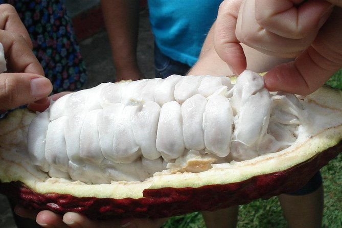 private-tour-peacebuilding-in-antioquia-from-coca-fields-to-cocoa