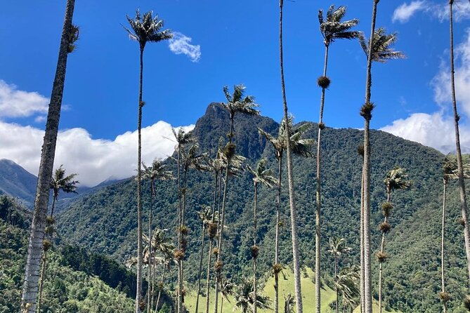 private-tour-to-cocora-valley-and-salento-with-transportation-included